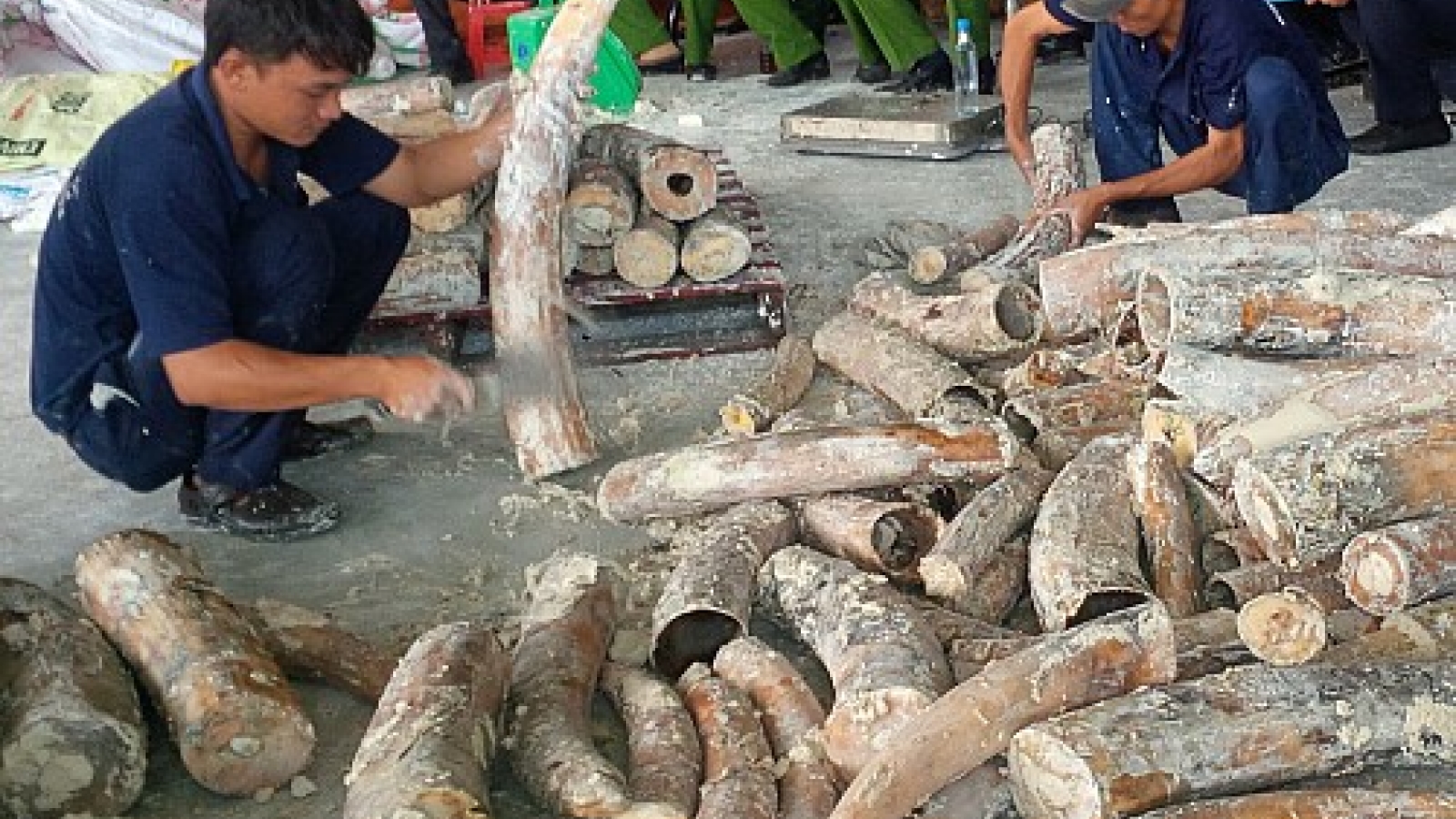 Vietnam a port for smuggled elephant tusks