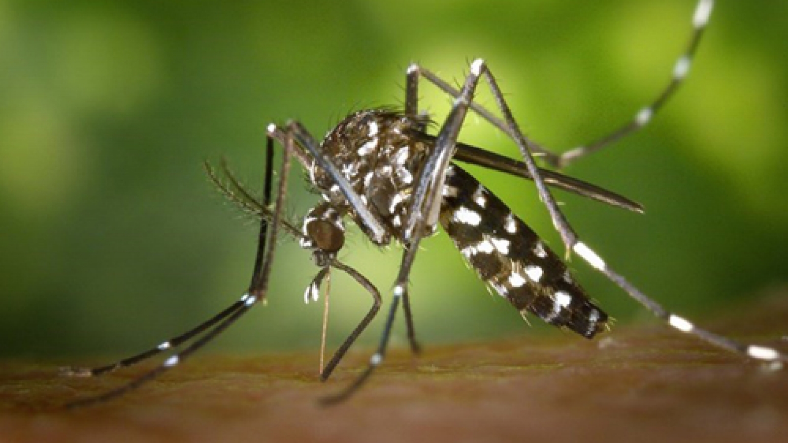 Philippines reports 10 more Zika cases