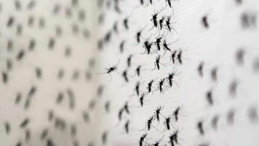 Brazil Zika cases raise concern of virus transmission beyond mosquitoes