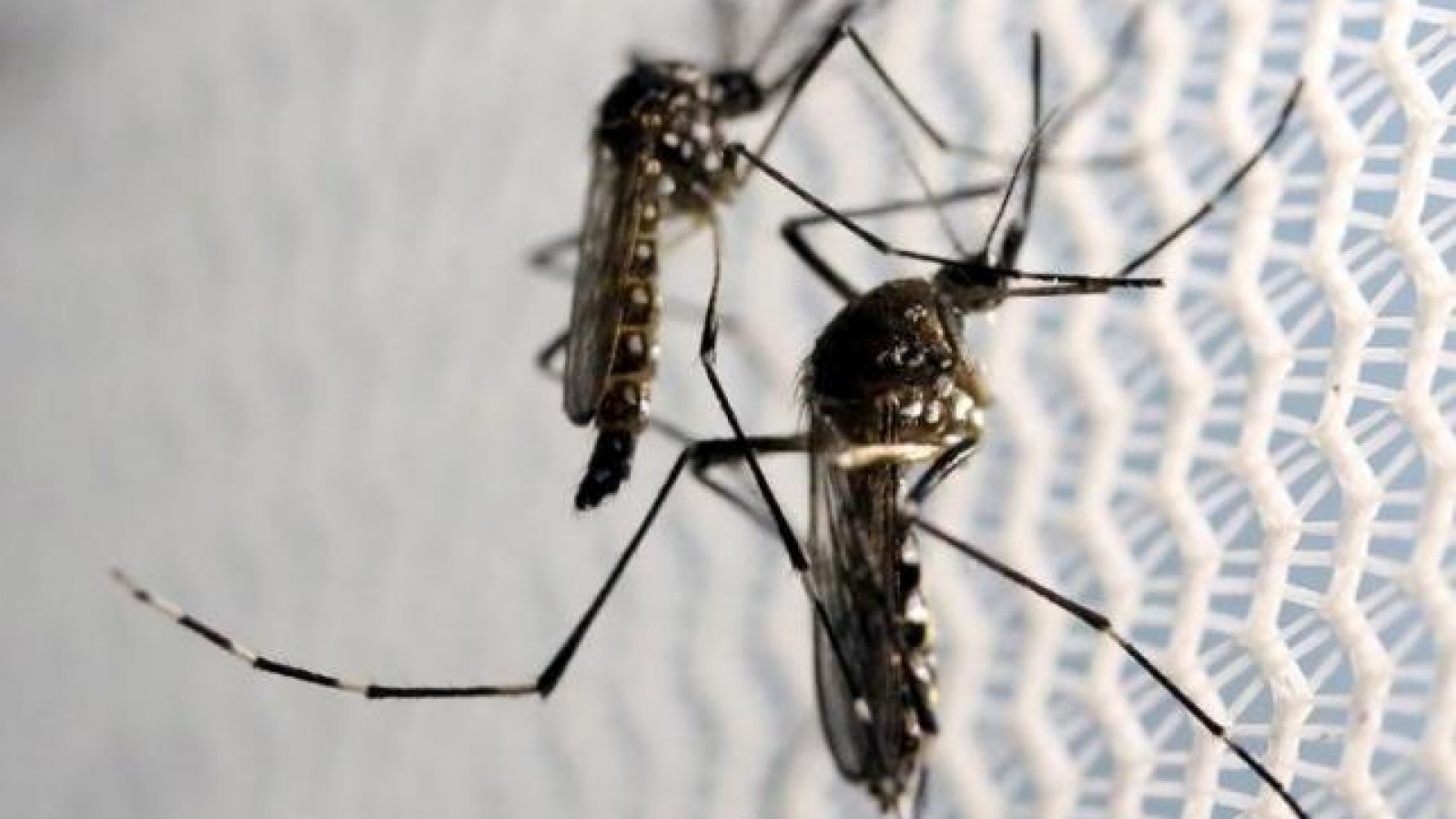 Zika spreads to Miami Beach, U.S. expands travel warning