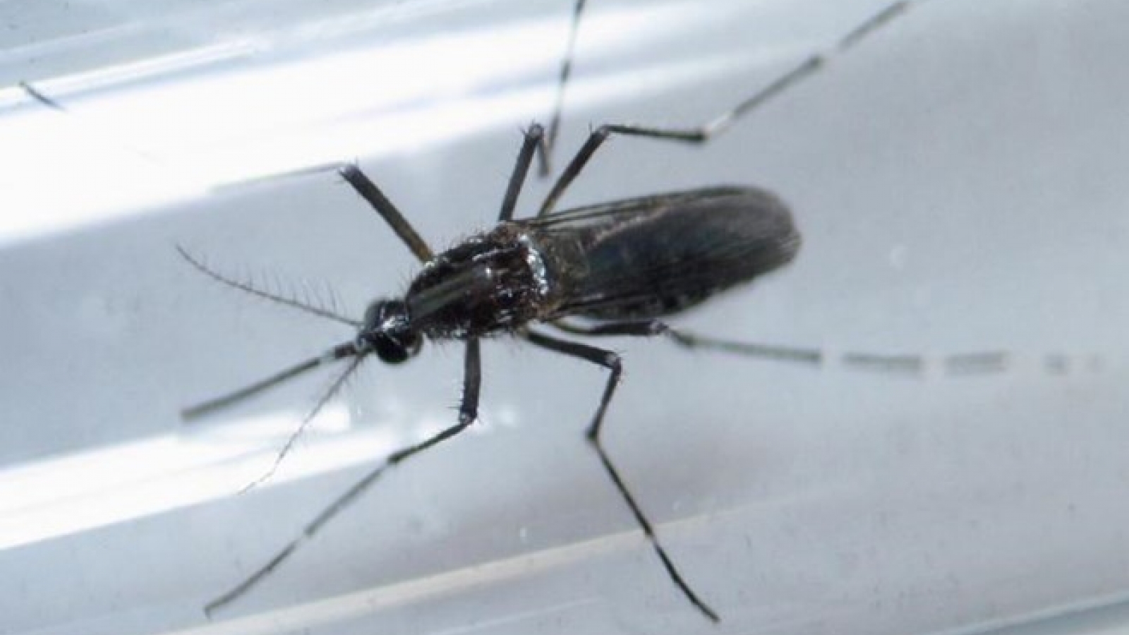 Malaysia: Zika-infected patient dies of heart disease complications