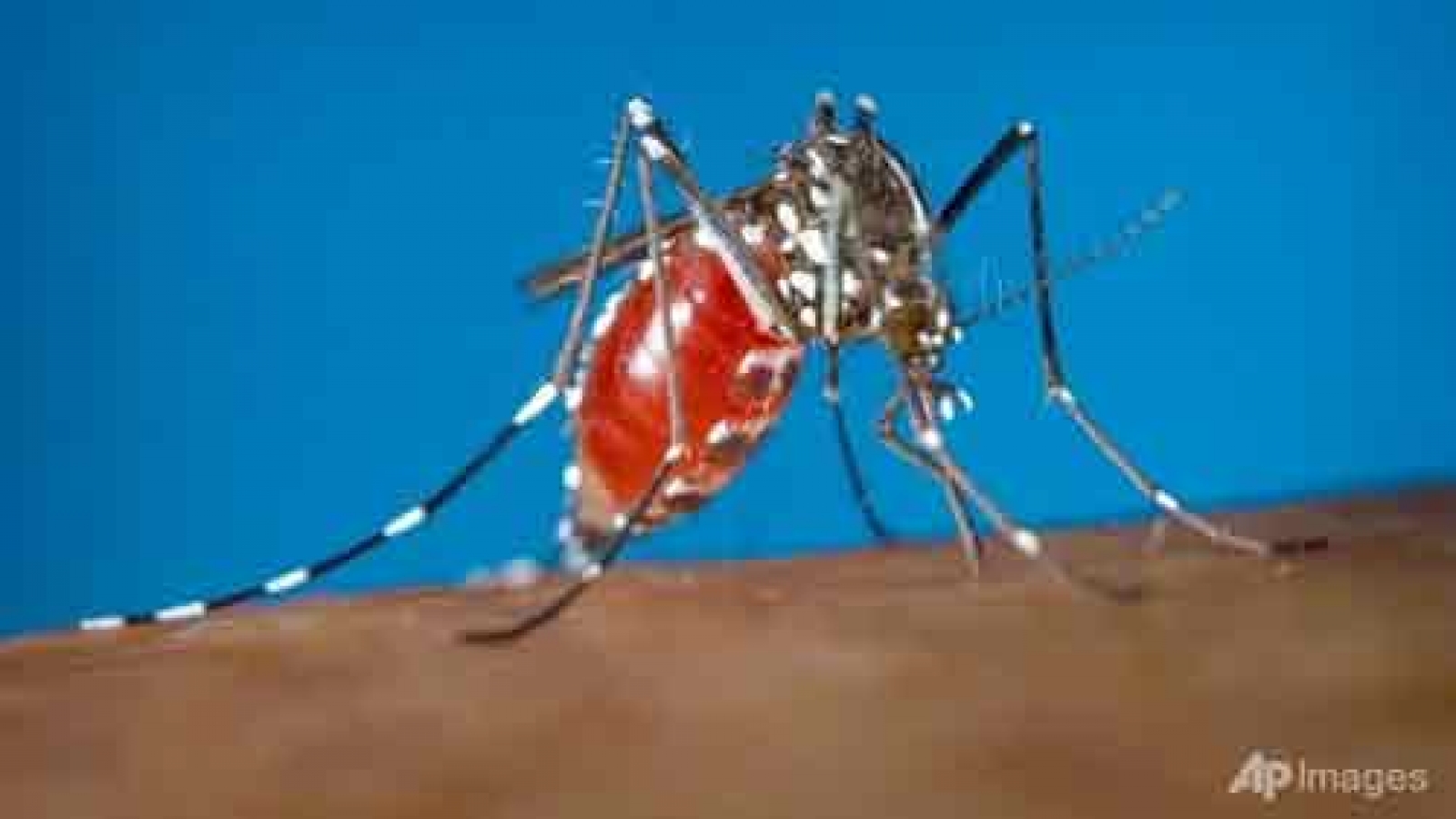 Singapore records more Zika infections