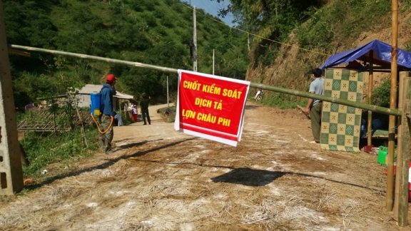 ​Dịch tả lợn châu Phi bùng phát tại xã Chiềng Cọ, TP Sơn La