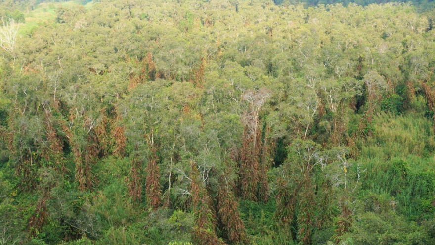 43.000 ha rừng tràm ở Cà Mau vẫn ở mức báo cháy cực kỳ nguy hiểm