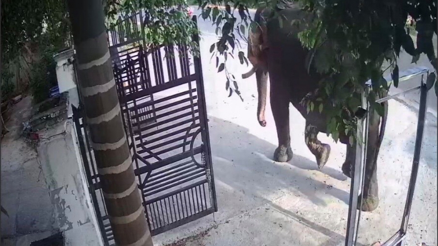 Voi nhà quật chết nài voi ở Đắk Lắk