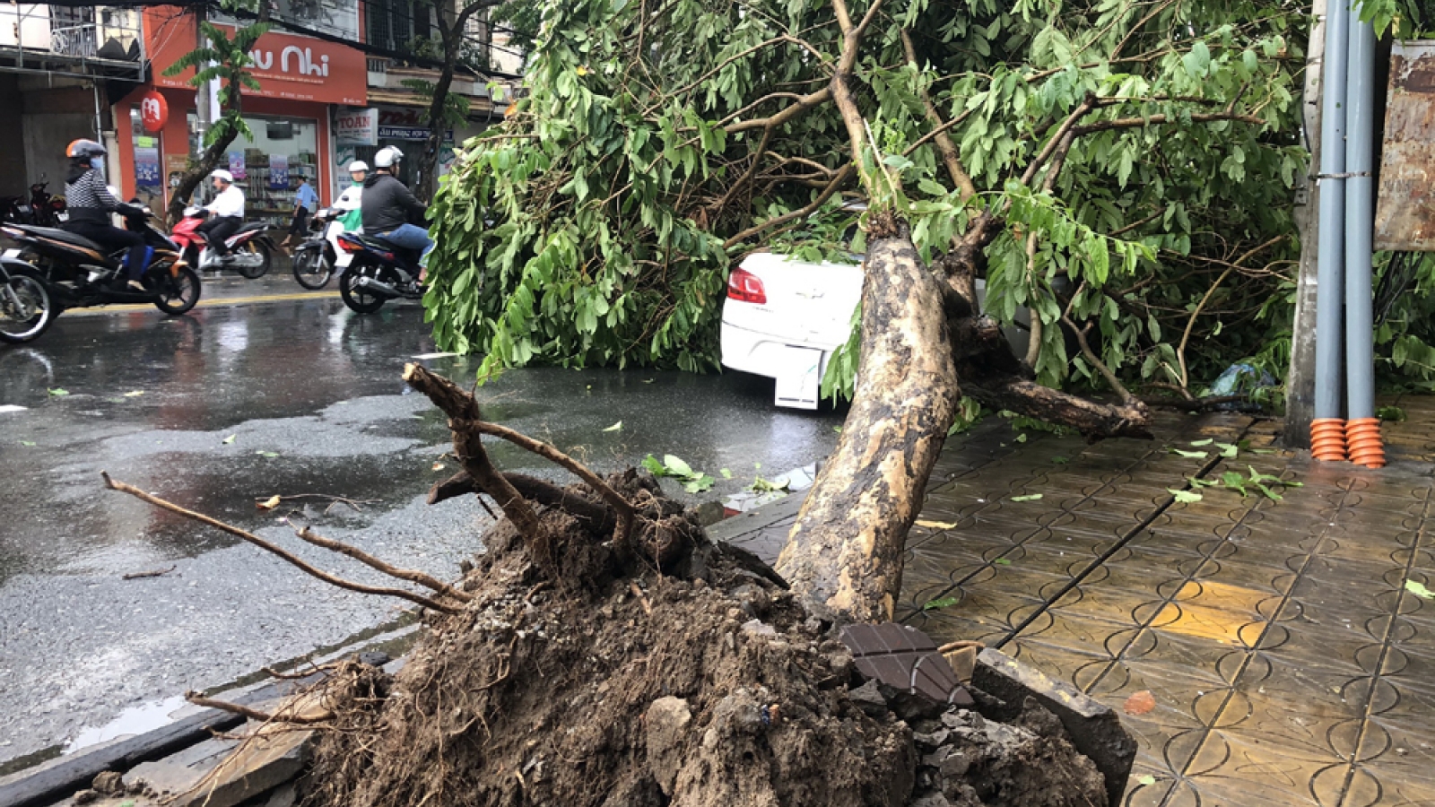Mưa to, gió lớn khiến hàng loạt cây xanh ngã đổ ở Cần Thơ