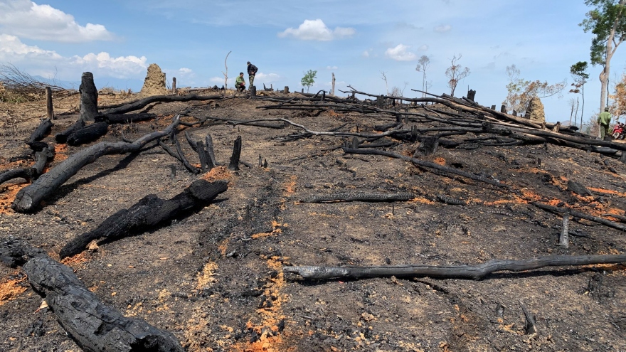 ​Xử lý nghiêm các đối tượng đốt phá rừng ở Đắk Lắk