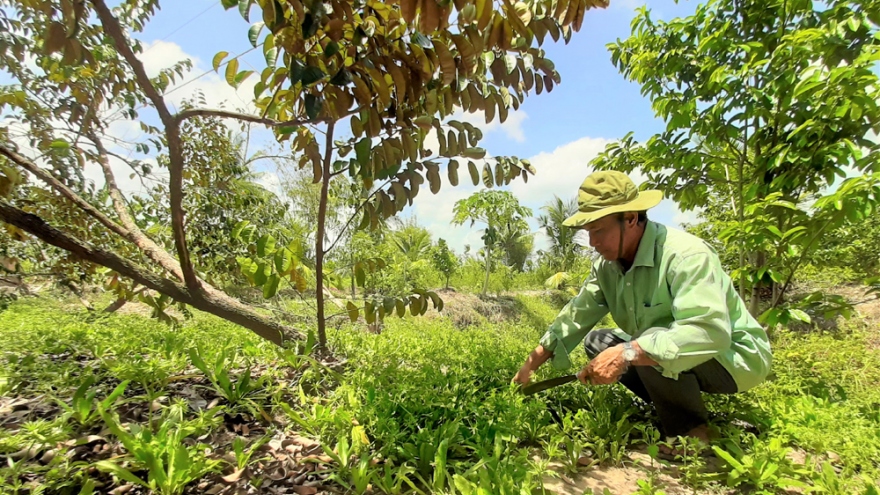 Sức sống mới nơi đất rừng U Minh hạ