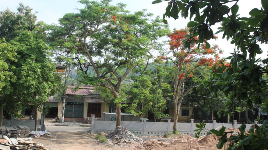 Một số cây phượng vài chục năm tuổi ở Yên Bái buộc phải chặt bỏ