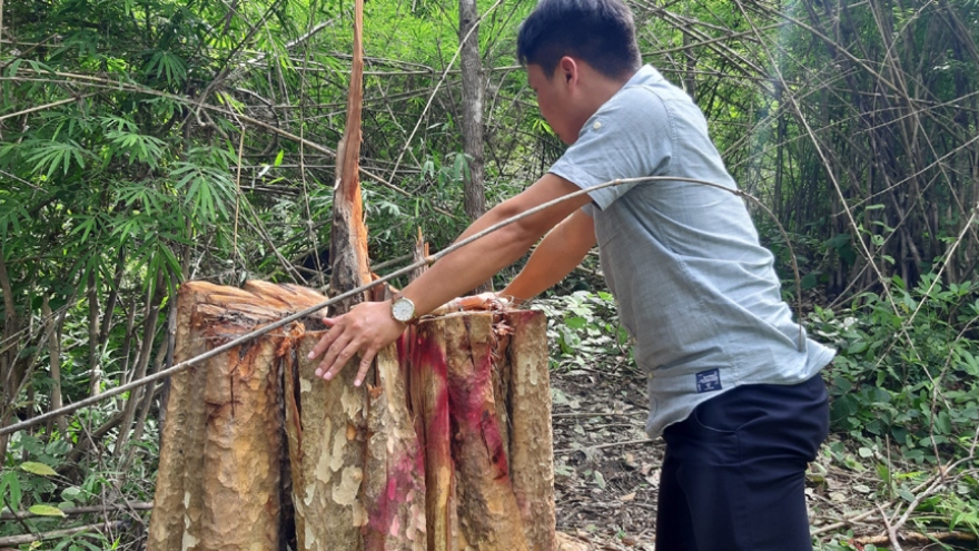 Bắt giữ 2 ô tô và 13 xe độ chế trong vụ phá rừng biên giới Gia Lai