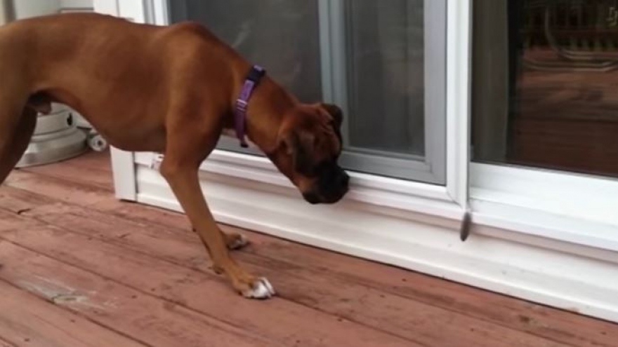 Video: Chú chó rưng rưng xúc động khi thấy chó con “khóc” trên ti vi