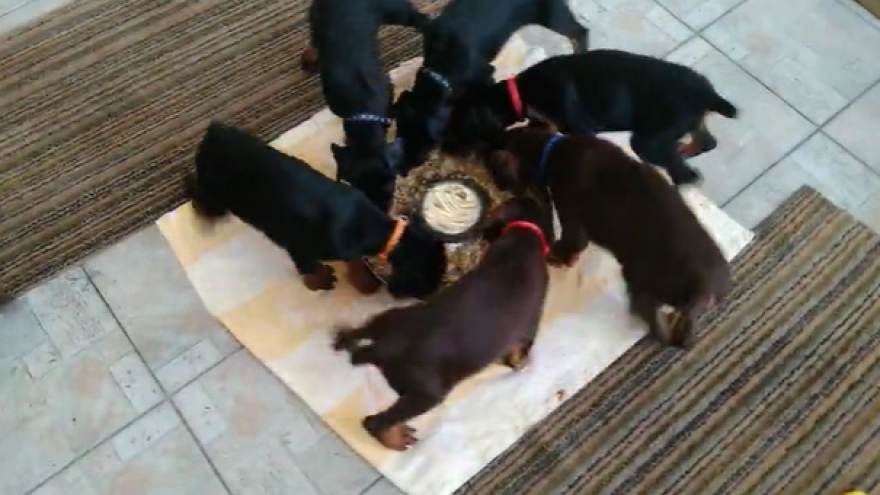 Không thể nhịn cười khi đàn chó con đi vòng tròn “ăn sạch” máng đồ ăn