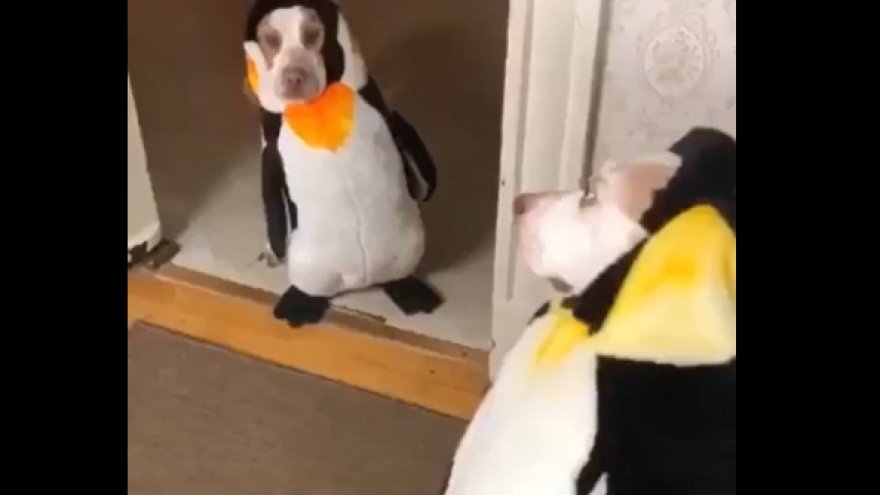 Video: Biểu cảm “khó đỡ” của những chú chó trong bộ đồ chim cánh cụt