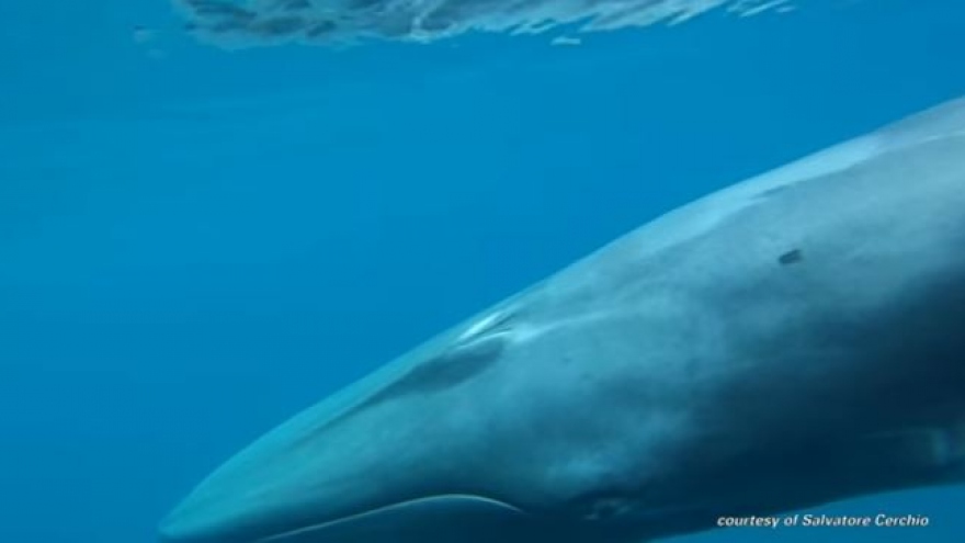 Thước phim đầu tiên về loài cá voi Omura bí ẩn nhất thế giới