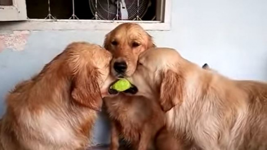 Video: Hài hước cuộc chiến giành bóng tennis trong im lặng của 3 chú chó
