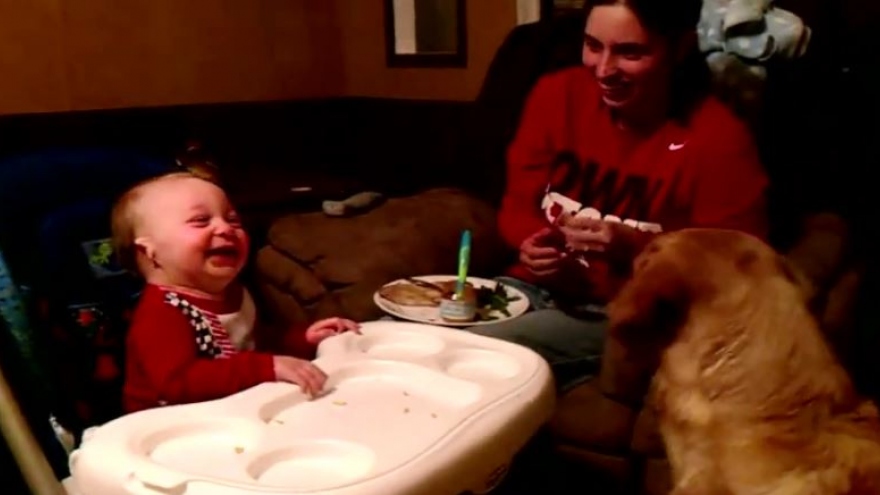 Video: Em bé “không thể ngừng cười” khi chú chó trổ tài đớp đồ ăn