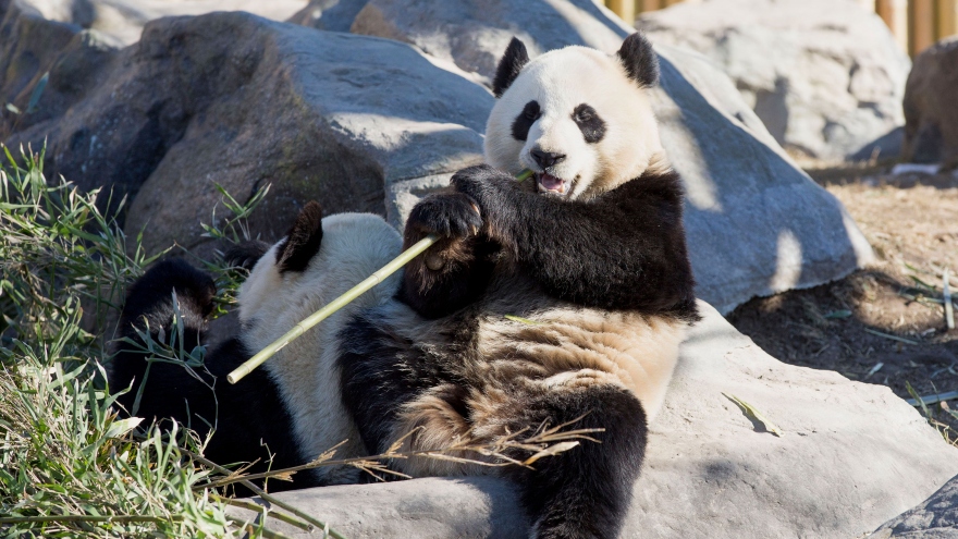 Vườn thú Canada trả Trung Quốc 2 chú gấu trúc do ảnh hưởng Covid-19