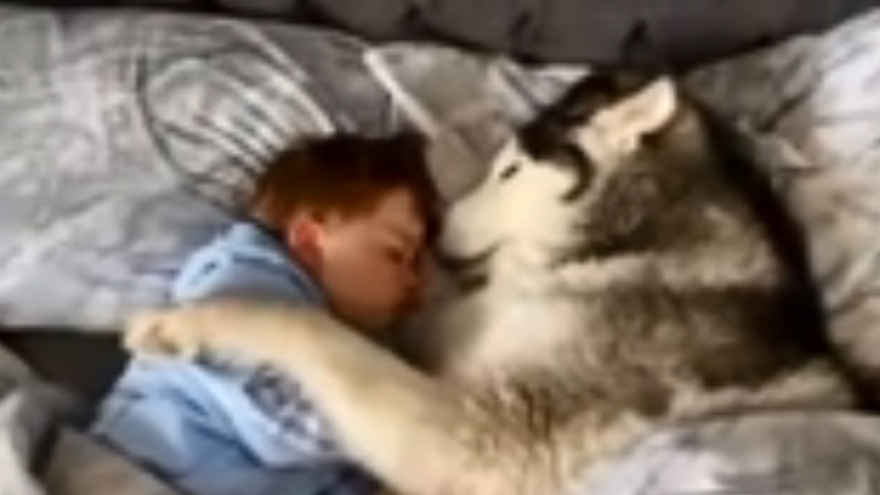 Tan chảy chú chó Husky không chịu rời giường vì muốn nằm cạnh em bé
