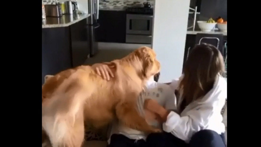 Hài hước phản ứng ghen tỵ của chú chó khi chủ nhân ôm nhau tình cảm