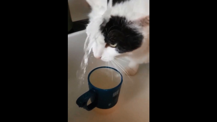Cười đau bụng với cách uống nước “không thể hiểu nổi” của loài mèo