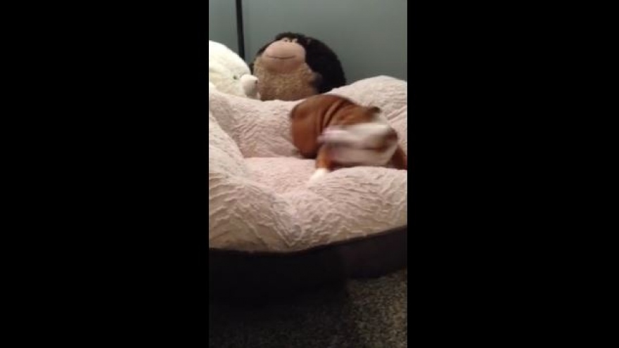 Video: Chú chó nhảy lên vui sướng khi có giường mới