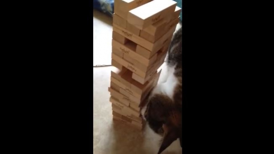 Video: Bất ngờ trước khả năng chơi xếp gỗ “cao thủ” của... chú mèo