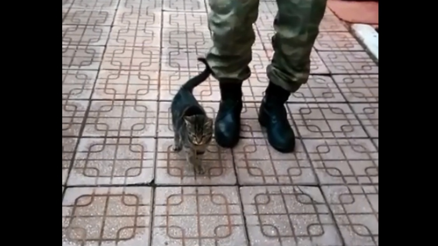 Video: Chú mèo bắt chước dậm chân tại chỗ giống người lính