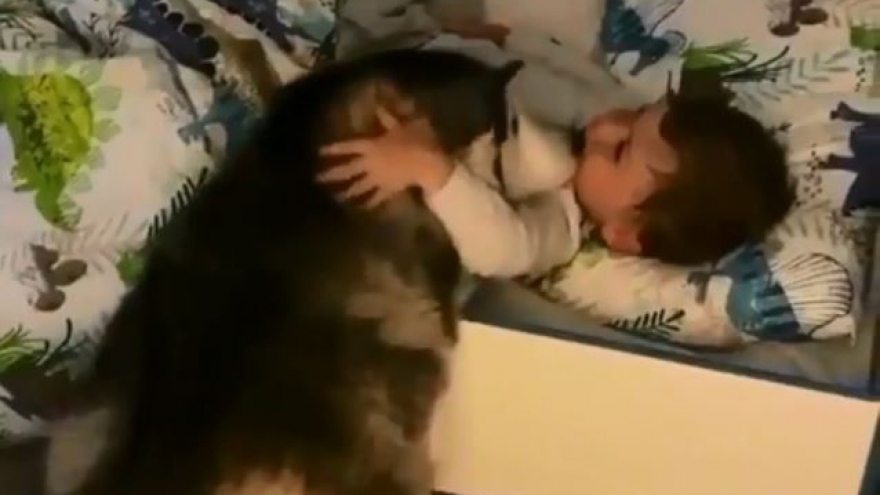Video: Đáng yêu cách chú chó Husky đánh thức em bé dậy