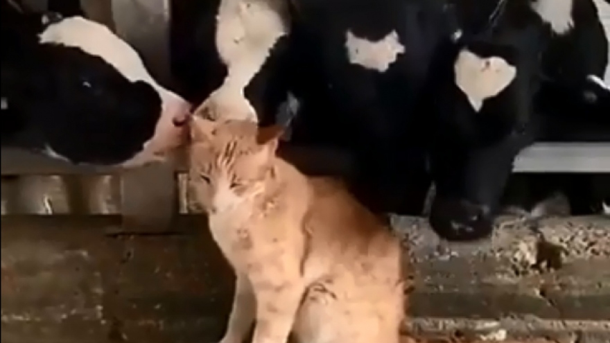 Video: Tan chảy chú mèo đáng yêu được cả đàn bò sữa âu yếm