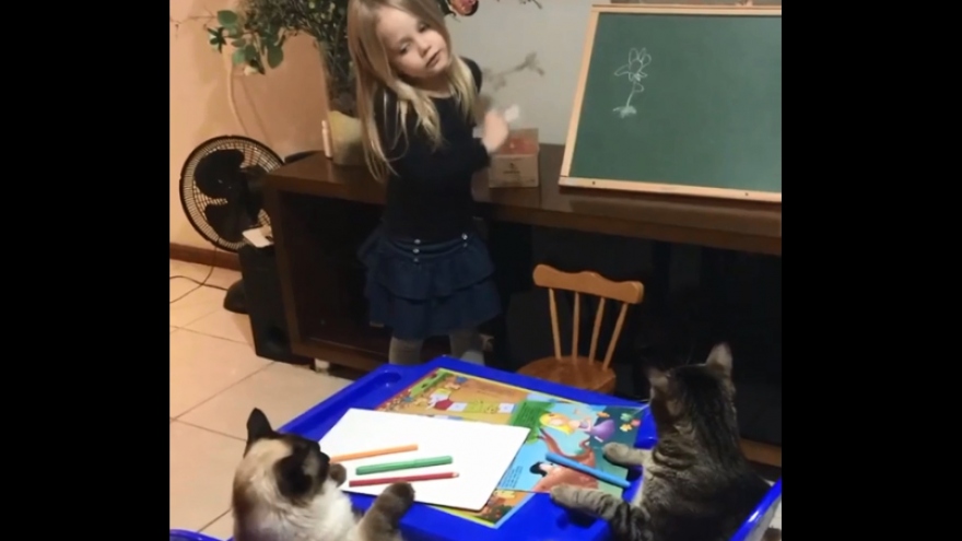 Video: Đáng yêu bé gái “tập làm cô giáo” dạy những chú mèo vẽ hoa