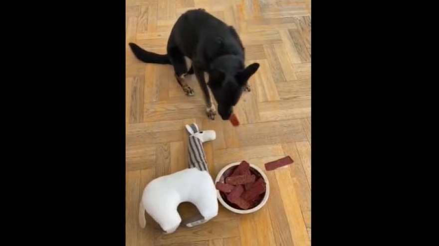 Phản ứng hài hước của chú chó khi bị thú nhồi bông “chiếm” mất đồ ăn