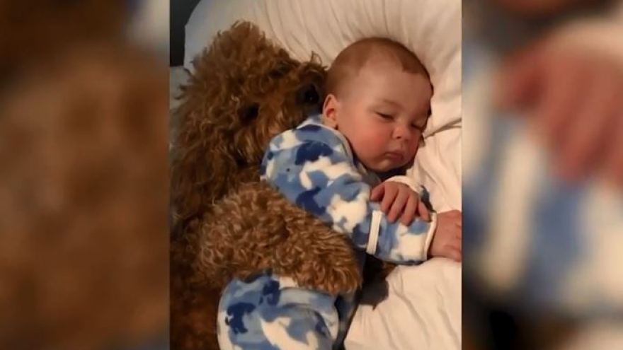 Video: Tan chảy cảnh chú chó lông xù ôm em bé ngủ ngon lành
