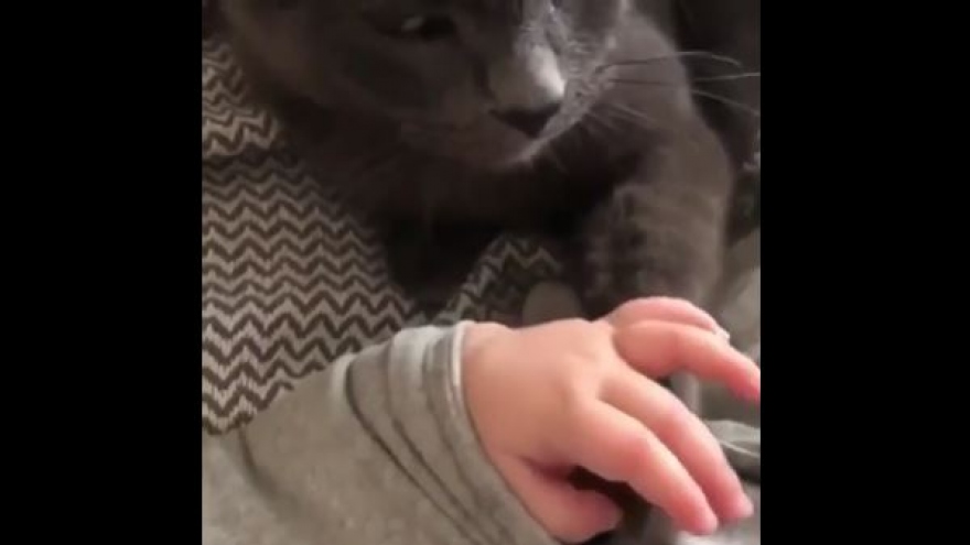 Video: Tan chảy khoảnh khắc chú mèo dịu dàng nắm tay em bé