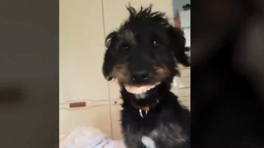 Video: “Nụ cười” hài hước của chú chó đeo trộm răng giả của chủ nhân