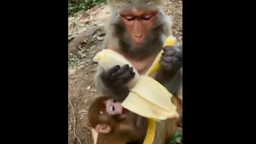 Video: Bật cười khoảnh khắc khỉ mẹ tỉ mỉ bóc chuối rồi... ăn một mình