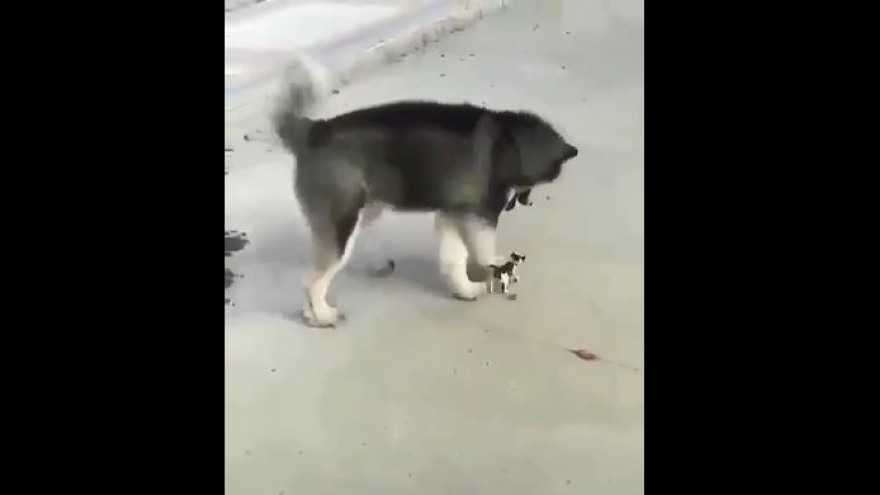Video: Tan chảy khoảnh khắc chú chó to lớn đi dạo cùng bé mèo nhỏ xíu