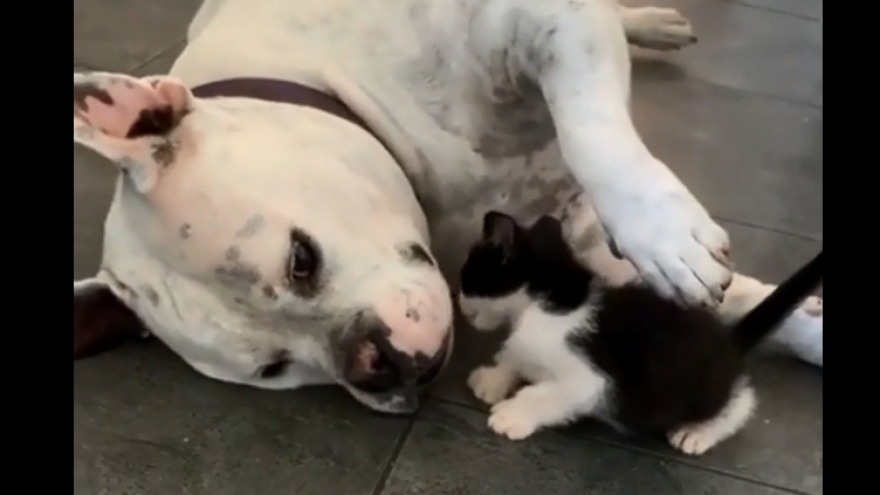 Video: Tan chảy khoảnh khắc chú chó lớn dịu dàng xoa đầu mèo con