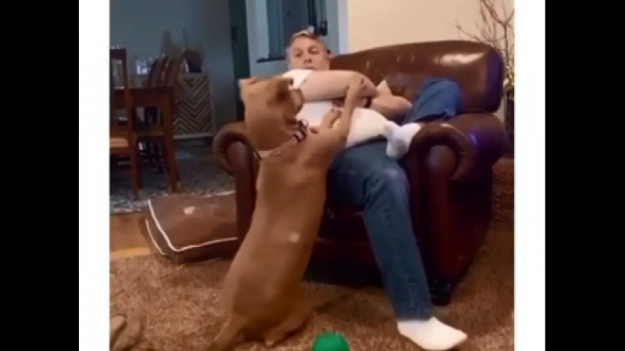 Video: Bật cười chú chó làm mọi cách để chủ nhân chú ý tới mình