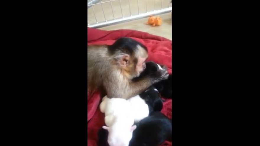 Bất ngờ phản ứng không thể dịu dàng hơn của chú khỉ với đàn chó con