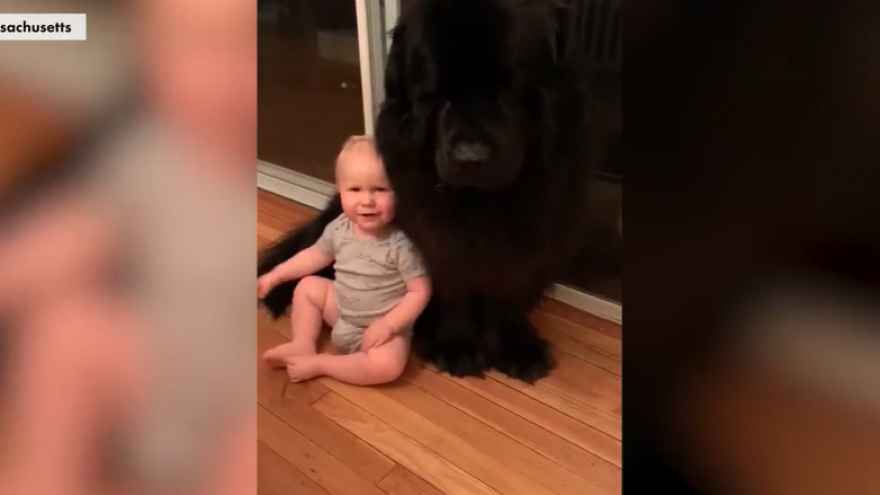 Cảnh đáng yêu khi em bé 1 tuổi nhỏ bé ngồi cạnh người bạn chó khổng lồ