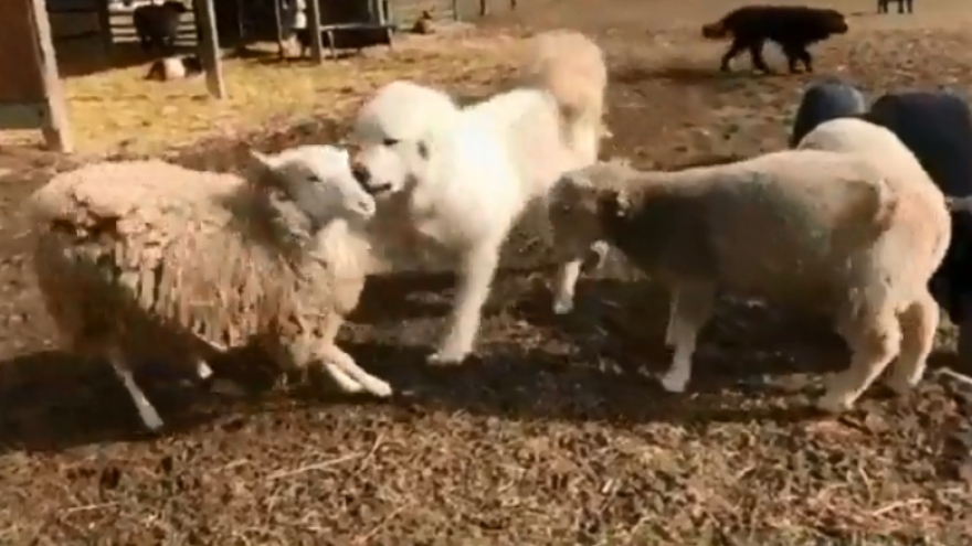 Video: Hài hước chú chó hùng hổ lao tới can ngăn 2 chú cừu đánh nhau