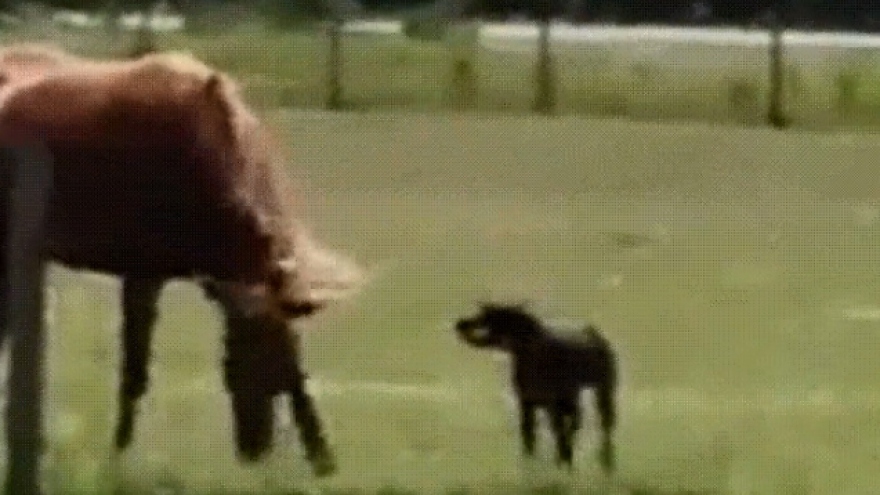 Video: Đáng yêu chú chó mang cà rốt đến cho chú ngựa vào mỗi buổi sáng