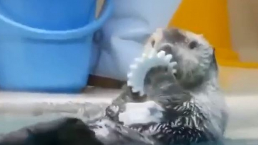 Rái cá biển đáng yêu dù rất thích đồ chơi vẫn ngoan ngoãn trả lại chủ