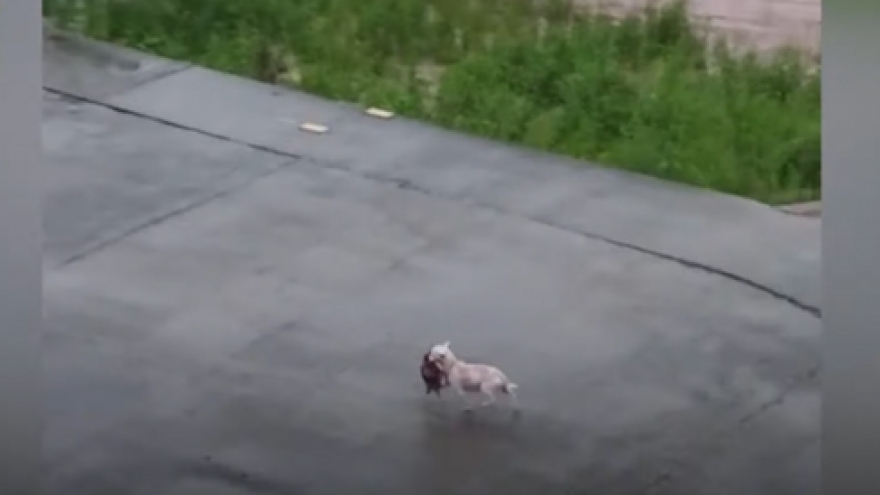 Video: Xúc động chó mẹ không ngại nguy hiểm vượt lũ cứu con bị mắc kẹt