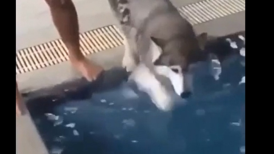 Video: Bật cười phản ứng đáng yêu của chú chó Husky lần đầu đi bơi