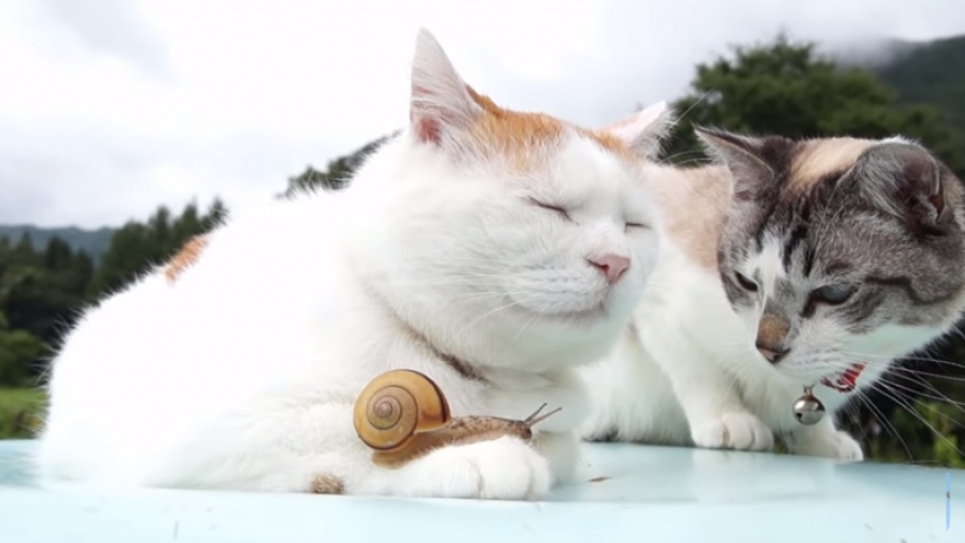 Video: Tan chảy trước khoảnh khắc bình yên giữa 2 chú mèo và ốc sên