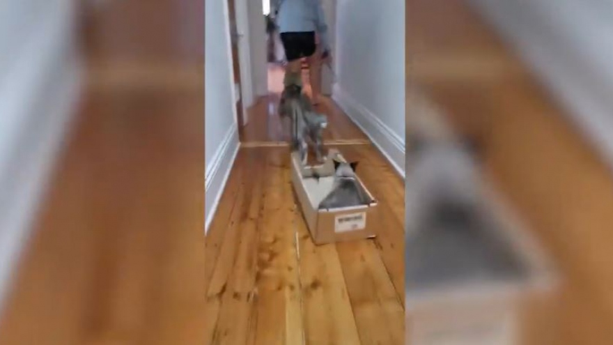 Video: Hài hước chú chó kéo chú mèo nằm trong bìa các tông đi quanh nhà