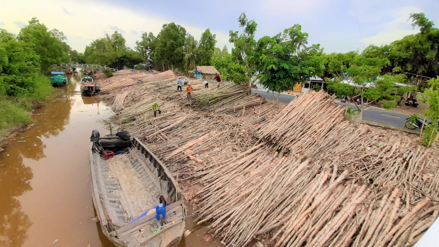 Ảnh: “Chợ tràm” nơi đất rừng U Minh hạ