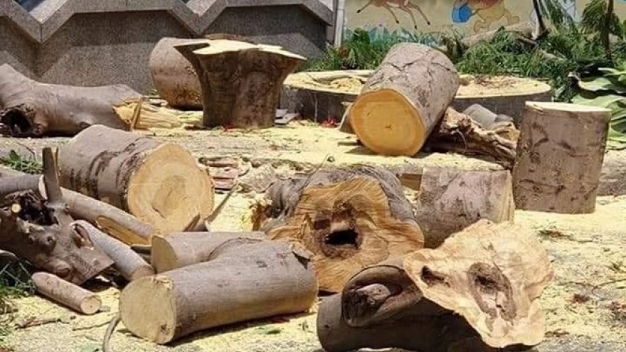 Chặt bỏ cây xanh trong trường học chưa phải giải pháp an toàn