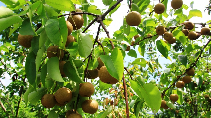 “Cây mới” đánh thức đất khó Mù Cang Chải